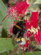 Bombus terrestris / Dunkle Erdhummel / Echte Bienen - Apidae