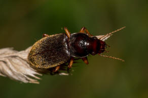 Pseudophonus rufipes / Behaarter Erdbeersamen-Schnelllufer / Laufkfer - Carabidae - Harpalinae - Schnelllufer