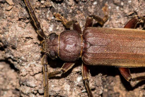 Arhopalus rusticus / Dunkelbrauner Halsgrubenbock / Bockkfer - Cerambycidae - Spondylidinae