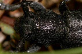 Dorcadion fuliginator var. atrum / Variabler Erdbock (Schwarzer Erdbock) / Bockkfer - Cerambycidae - Lamininae