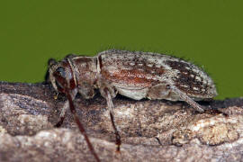 Exocentrus adspersus / Weigefleckter Wimpernbock / Bockkfer - Cerambycidae - Lamiinae
