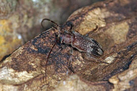 Exocentrus adspersus / Weigefleckter Wimpernbock / Bockkfer - Cerambycidae - Lamiinae