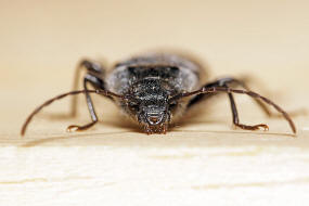 Hylotrupes bajulus / Hausbock / Bockkfer - Cerambycidae