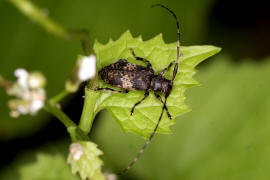 Leiopus linnei / Ohne deutschen Namen / Bockkfer - Cerambycidae