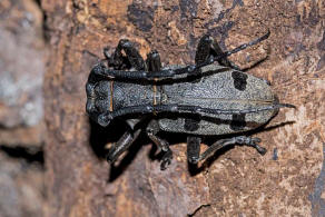 Morimus asper ssp. funereus / Trauerbock / Bockkfer - Cerambycidae - Lamiinae