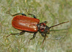 Pyrrhidium sanguineum / Rothaarbock / Bockkfer - Cerambycidae