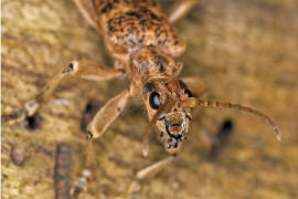 Rhagium sycophanta / Eichen-Zangenbock / Bockkfer - Cerambycidae