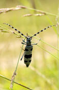 Rosalia alpina / Alpenbock / Familie: Bockkfer - Cerambycidae / Unterfamilie: Cerambycinae