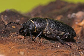Spondylis buprestoides / Waldbock / Walzenbock / Bockkfer - Cerambycidae - Spondylidinae
