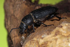 Spondylis buprestoides / Waldbock / Walzenbock / Bockkfer - Cerambycidae - Spondylidinae