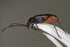 Stenurella nigra / Schwarzer Schmalbock / Bockkfer - Cerambycidae - Lepturinae - Schmalbcke