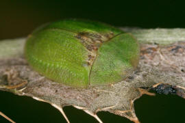 Cassida rubiginosa / Distelschildkfer / Blattkfer - Chrysomelidae - Cassidinae
