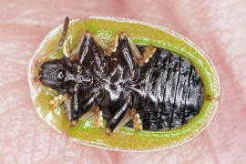 Cassida rubiginosa / Distelschildkfer / Blattkfer - Chrysomelidae - Cassidinae
