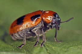 Coptocephala rubicunda / Roter Dolden-Blattkfer / Blattkfer - Chrysomelidae / Unterfamilie: Clytrinae