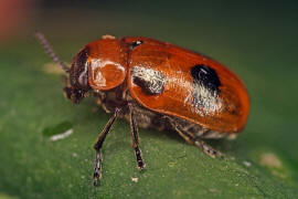 Coptocephala rubicunda /Roter Dolden-Blattkfer / Blattkfer - Chrysomelidae / Unterfamilie: Clytrinae