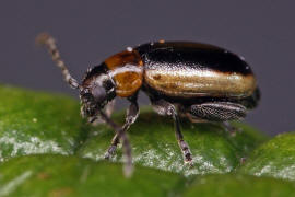 Longitarsus dorsalis / Hellrandiger Langfu-Erdfloh / Blattkfer - Chrysomelidae - Halticinae