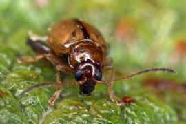 Longitarsus melanocephalus / Schwarzkpfiger Wegerich-Erdfloh / Blattkfer - Chrysomelidae - Halticinae