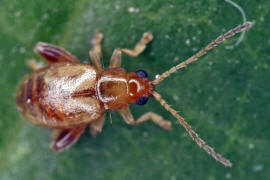 Longitarsus pellucidus / Rotbeiniger Ackerwinden-Erdfloh / Blattkfer - Chrysomelidae - Halticinae