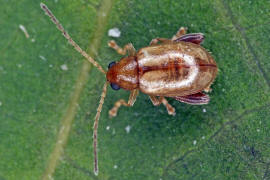 Longitarsus pellucidus / Rotbeiniger Ackerwinden-Erdfloh / Blattkfer - Chrysomelidae - Halticinae