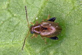 Longitarsus strigicollis / Karden-Erdfloh / Blattkfer - Chrysomelidae - Alticinae ("Erdflhe")