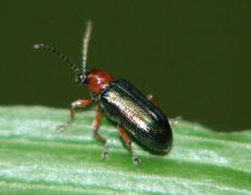Oulema melanopus/duftschmidi / Getreidehhnchen / Blattkfer - Chrysomelidae - Donaciinae