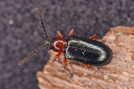 Oulema melanopus/duftschmidi / Getreidehhnchen / Blattkfer - Chrysomelidae - Donaciinae