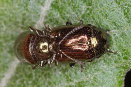 Phratora vitellinae / Kleiner Weidenblattkfer / Blattkfer - Chrysomelidae