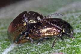 Phratora vitellinae / Kleiner Weidenblattkfer / Blattkfer - Chrysomelidae