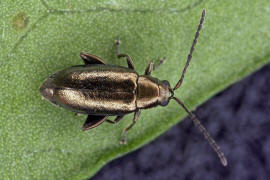 Phyllotreta procera / Reseden-Blattflohkfer / Blattkfer - Chrysomelidae