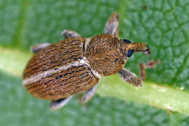 Tychius meliloti / Frher Honigklee-Bltenrssler / Rsselkfer - Curculionidae - Curculioninae