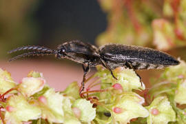 Hemicrepidius niger / Schwarzer Rauhaarschnellkfer / Schnellkfer - Elateridae