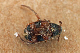 Callosobruchus maculatus / Vierfleckiger Bohnenkfer / Samenkfer - Bruchidae (die Familie ist heute als Unterfamilie Bruchinae zu den Blattkfern (Chrysomelidae) gestell