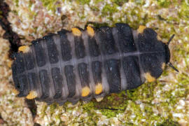 Endomychus coccineus / Scharlachroter Stublingskfer (Larve) / Stublingskfer - Endomychidae