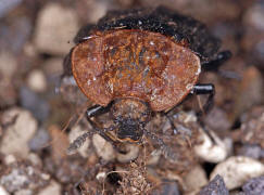 Oiceoptoma thoracicum / Rothalsige Silphe / Aaskfer - Silphidae