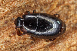 Paromalus flavicornis / Ohne deutschen Namen / Stutzkfer - Histeridae - Dendrophilinae