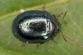 Plagiodera versicolora / Breiter Weidenblattkfer / Blattkfer - Chrysomelidae - Chrysomelinae