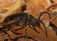 Prionus coriarius / Sgebock / Bockkfer - Cerambycidae - Prioninae