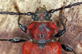 Pyrrhidium sanguineum / Rothaarbock / Bockkfer - Cerambycidae