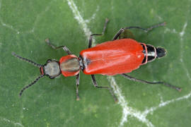 Anthocomus rufus / Roter Zipfelkfer / Zipfelkfer - Malachiidae