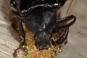 Gnorimus variabilis / Variabler Edelscharrkfer / Blatthornkfer - Scarabaeidae - Rosenkfer - Cetoniinae