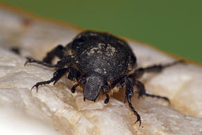 Heterocnemis graeca (Brull, 1832) / Blatthornkfer - Scarabaeidae - Cetoniinae