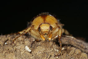 Rhizotrogus aestivus / Gelbbrauner Brachkfer / Blatthornkfer - Scarabaeidae - Melolonthinae