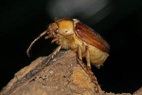 Rhizotrogus aestivus / Gelbbrauner Brachkfer / Blatthornkfer - Scarabaeidae - Melolonthinae