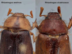 Vergleich Rhizotrogus aestivus / Rhizotrogus cicatricosus / Blatthornkfer - Scarabaeidae - Melolonthinae