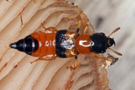 Oxyporus rufus / Roter Buntruber / Kurzflgler - Staphylinidae - Oxyporinae