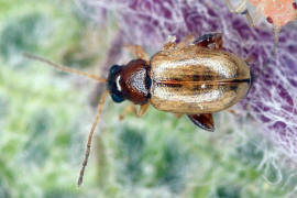 Longitarsus spec. / Chrysomelidae - Blattkfer