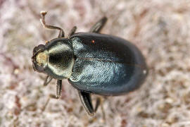 Longitarsus spec. / Chrysomelidae - Blattkfer
