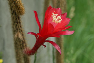 Aporocactus flagriformis