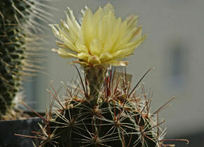 Hamatocactus setispinus var. hamatus