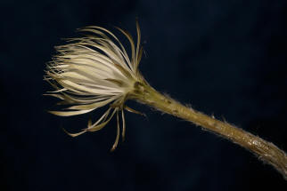 Setichinopsis mirabilis / Blume der Anbetung (Fr eine Groansicht einfach Anklicken)